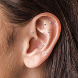 Silver ear seed kit
